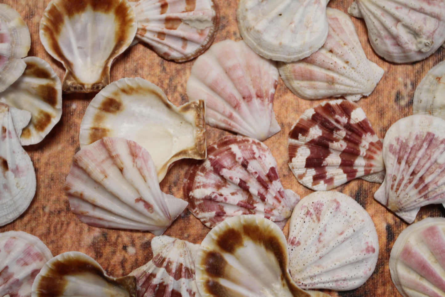 Pecten Plicate Seashells, Shell Craft Jewelry Seashells,, Beach Art, Seaside Wedding Supply, SS-488