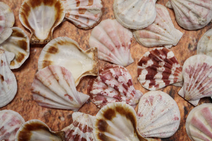 Pecten Plicate Seashells, Shell Craft Jewelry Seashells,, Beach Art, Seaside Wedding Supply, SS-488