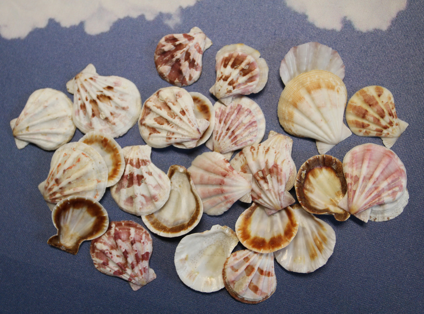 Pecten Plicate Seashells, Shell Craft Jewelry Seashells,, Beach Art, Seaside Wedding Supply, SS-488