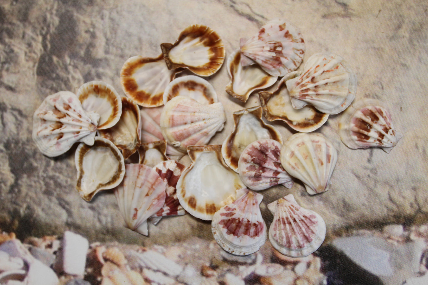 Pecten Plicate Seashells, Shell Craft Jewelry Seashells,, Beach Art, Seaside Wedding Supply, SS-488