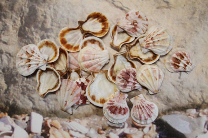 Pecten Plicate Seashells, Shell Craft Jewelry Seashells,, Beach Art, Seaside Wedding Supply, SS-488