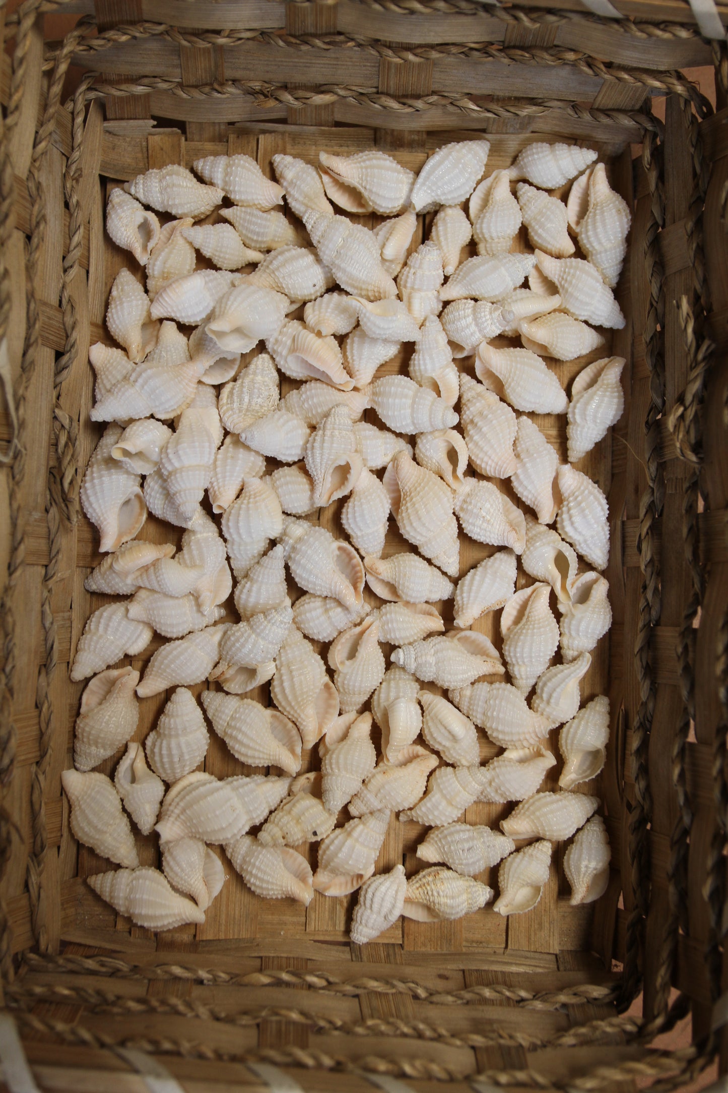 NASSARIUS RECTICULATA, Wedding Floral Supply, Bridal Shower Decor, Seashell Flowers, , SS-500