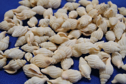 NASSARIUS RECTICULATA, Wedding Floral Supply, Bridal Shower Decor, Seashell Flowers, , SS-500