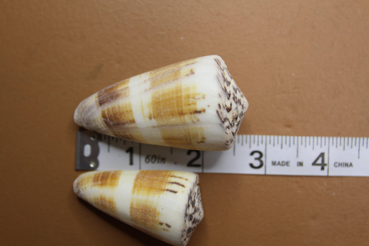 Conus Planorbis Cone-Shaped Seashell.  Stunning Golden Coloring making these shells a must-have with all Shell Craft Designers! SS-294
