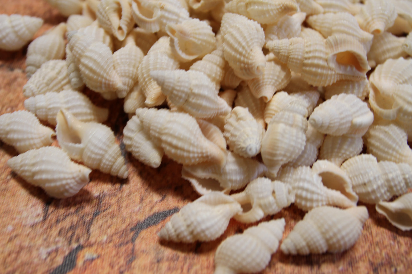 NASSARIUS RECTICULATA, Wedding Floral Supply, Bridal Shower Decor, Seashell Flowers, , SS-500