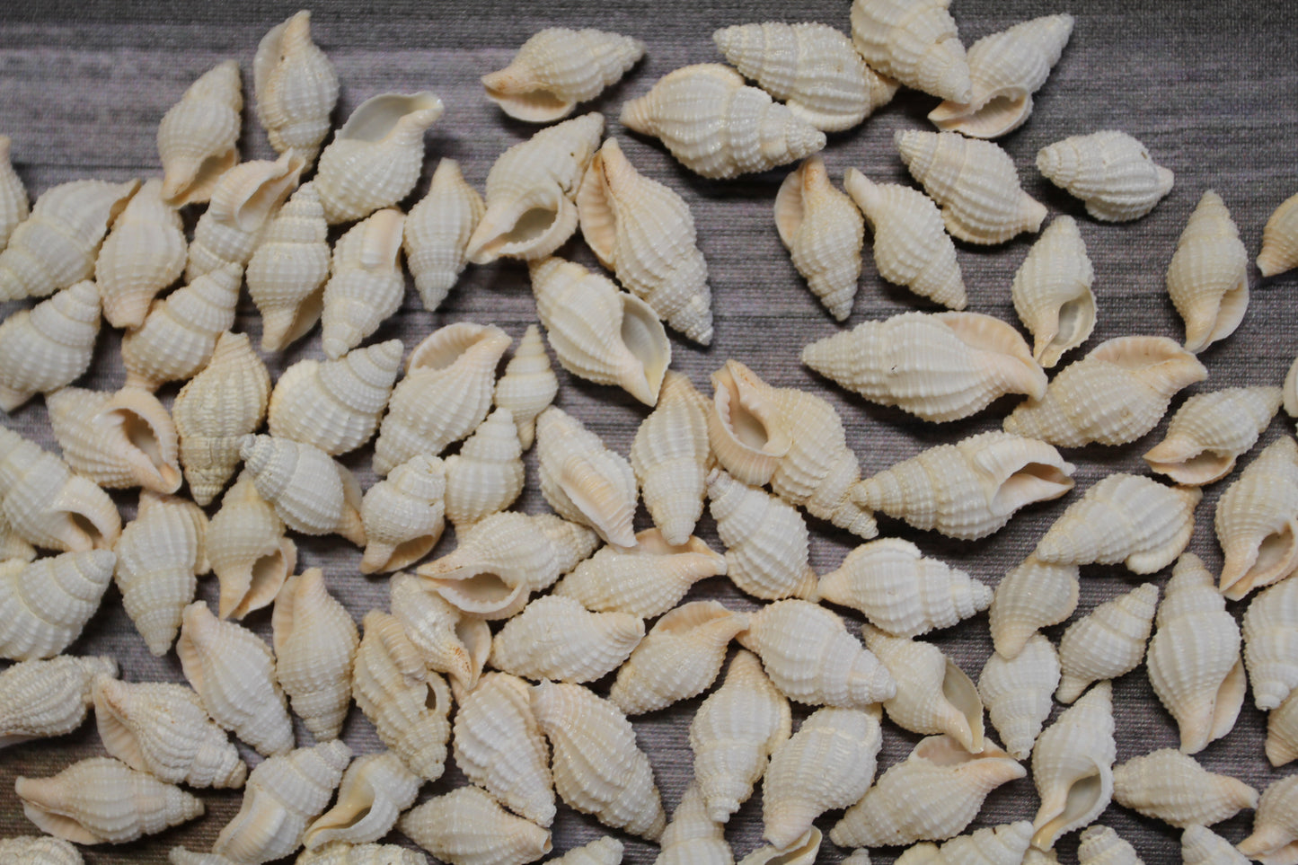 NASSARIUS RECTICULATA, Wedding Floral Supply, Bridal Shower Decor, Seashell Flowers, , SS-500