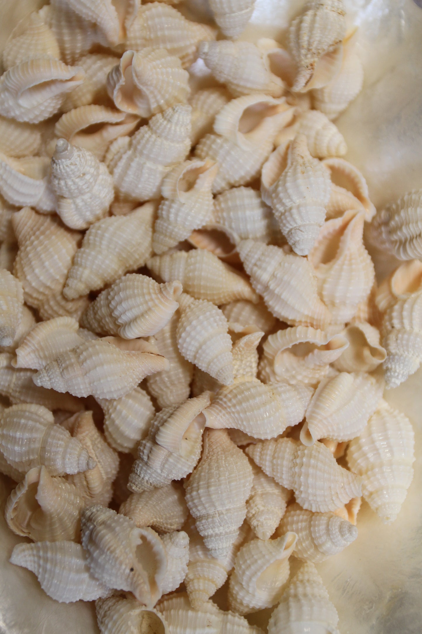 NASSARIUS RECTICULATA, Wedding Floral Supply, Bridal Shower Decor, Seashell Flowers, , SS-500