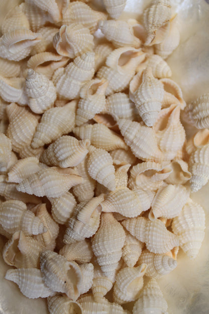 NASSARIUS RECTICULATA, Wedding Floral Supply, Bridal Shower Decor, Seashell Flowers, , SS-500