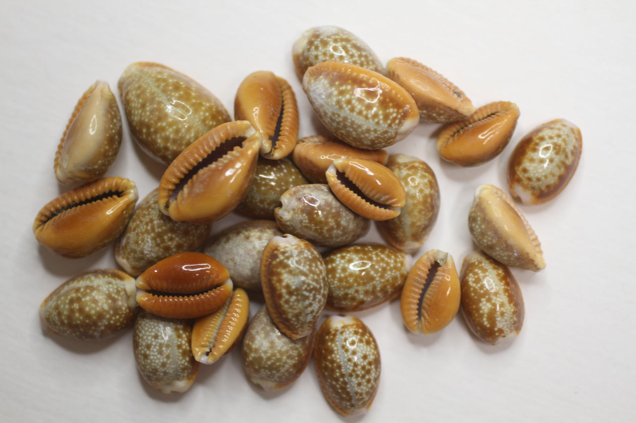 Honey Cowry is a Small Seashell with Rich Brown Colors. Shell Crafters Must-Have! SS-295