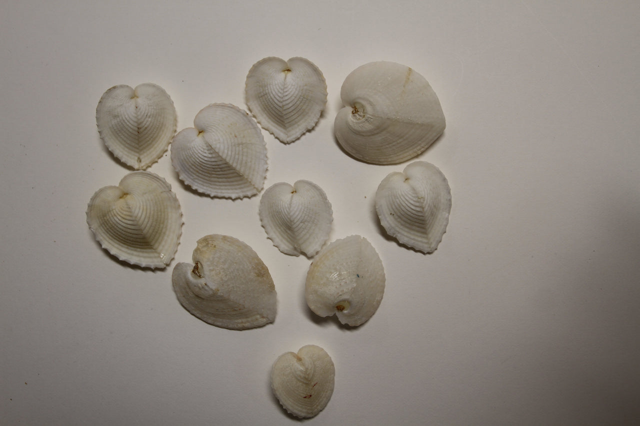 Cardium cardissa (Hearts) Med/Lg white seashell popular with shell crafters and shell designers. Makes shell lovers hearts go pitter-patter! Ships Free!  SS-317