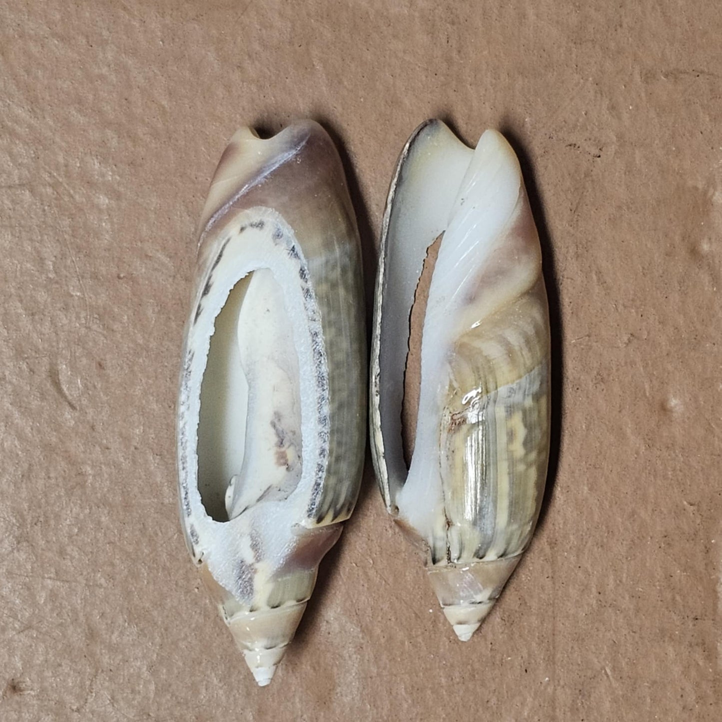 GREY ANCILL Olive,Sliced Seashell,Seashell Jewelry Supply,Beach Art,Sailors Valentines,Bath Decor,CS-22