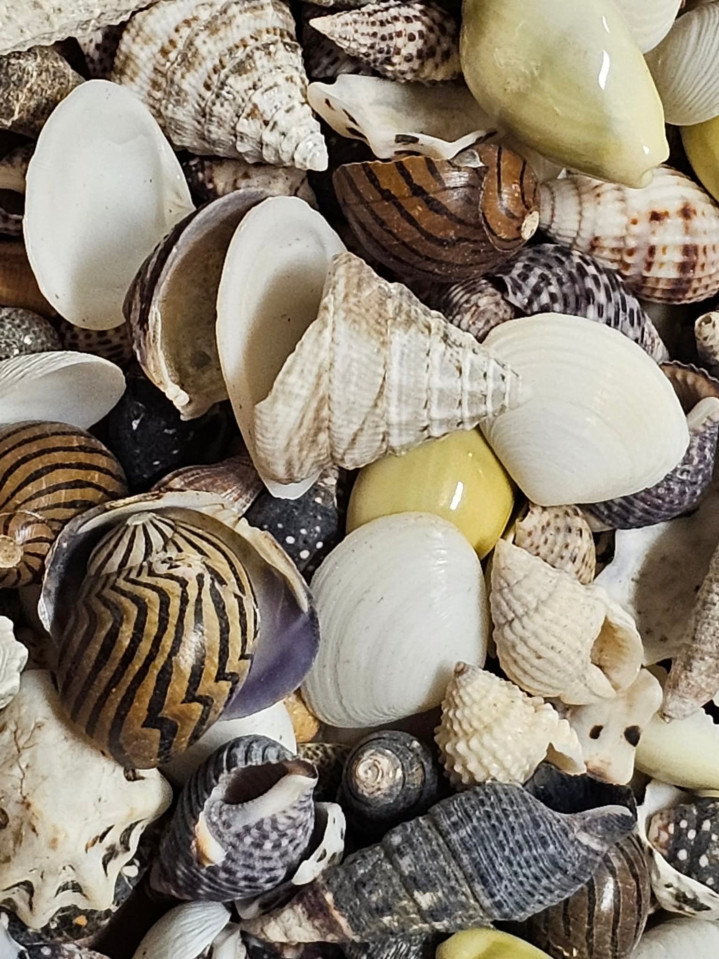 1-Pound, SEASHELL SMALL MIX, Craft Supply, Beach Art,Mosaics,Resin Pour Crafts,Seashell Flowers,SS-172