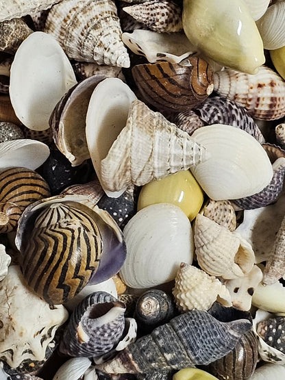 1-Pound, SEASHELL SMALL MIX, Craft Supply, Beach Art,Mosaics,Resin Pour Crafts,Seashell Flowers,SS-172