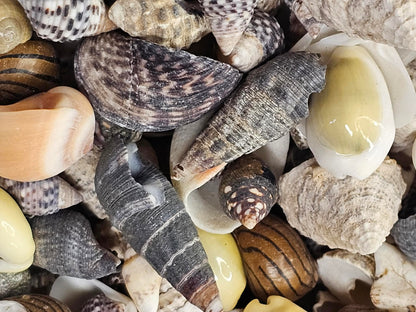 1-Pound, SEASHELL SMALL MIX, Craft Supply, Beach Art,Mosaics,Resin Pour Crafts,Seashell Flowers,SS-172