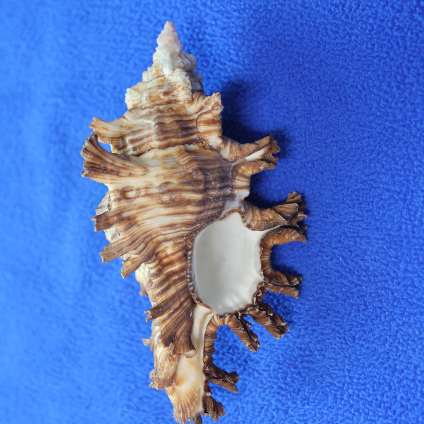 DISPLAY SHELLS, MUREX PALMAROSA, Sailors Valentines, Shell Collection, All Occasion Gifts, SS-476