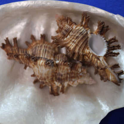 DISPLAY SHELLS, MUREX PALMAROSA, Sailors Valentines, Shell Collection, All Occasion Gifts, SS-476