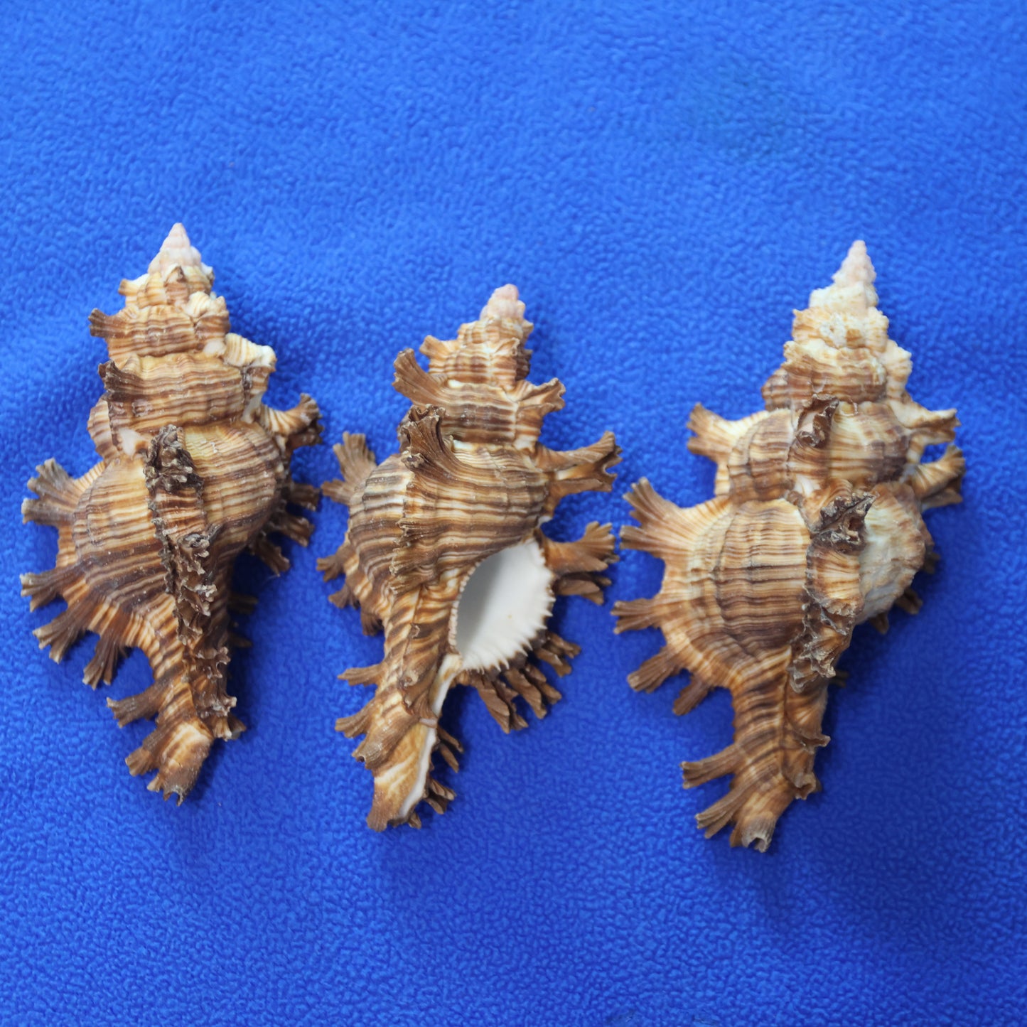 DISPLAY SHELLS, MUREX PALMAROSA, Sailors Valentines, Shell Collection, All Occasion Gifts, SS-476