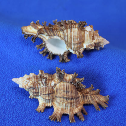 DISPLAY SHELLS, MUREX PALMAROSA, Sailors Valentines, Shell Collection, All Occasion Gifts, SS-476