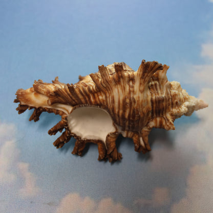 DISPLAY SHELLS, MUREX PALMAROSA, Sailors Valentines, Shell Collection, All Occasion Gifts, SS-476