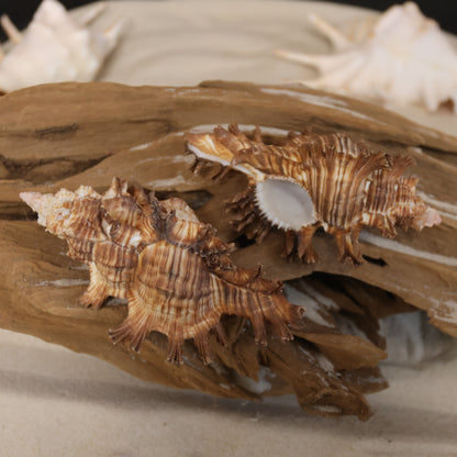 DISPLAY SHELLS, MUREX PALMAROSA, Sailors Valentines, Shell Collection, All Occasion Gifts, SS-476