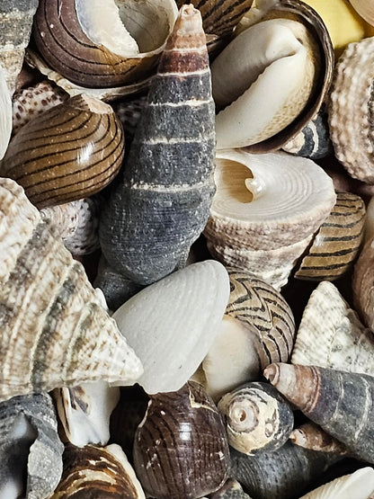 1-Pound, SEASHELL SMALL MIX, Craft Supply, Beach Art,Mosaics,Resin Pour Crafts,Seashell Flowers,SS-172