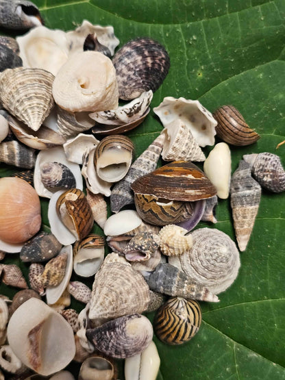 1-Pound, SEASHELL SMALL MIX, Craft Supply, Beach Art,Mosaics,Resin Pour Crafts,Seashell Flowers,SS-172