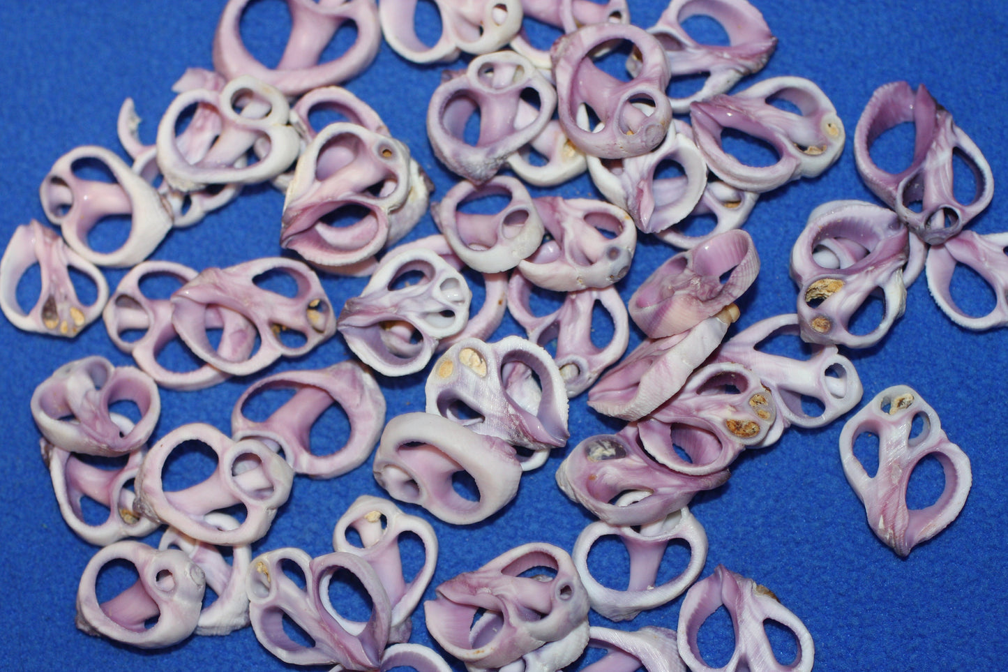 20-Purple Cebu Center Cut Sea Shells 3/4"- 1'' Craft Supplies,Jewelry Making, Free Ship CS-13
