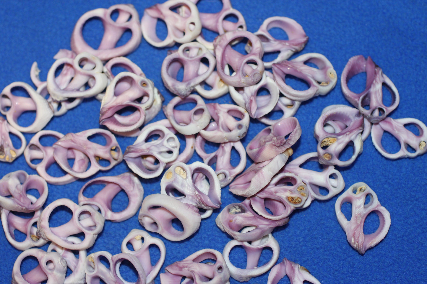 20-Purple Cebu Center Cut Sea Shells 3/4"- 1'' Craft Supplies,Jewelry Making, Free Ship CS-13