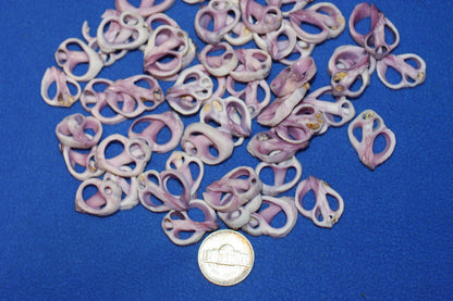 20-Purple Cebu Center Cut Sea Shells 3/4"- 1'' Craft Supplies,Jewelry Making, Free Ship CS-13
