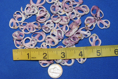 20-Purple Cebu Center Cut Sea Shells 3/4"- 1'' Craft Supplies,Jewelry Making, Free Ship CS-13