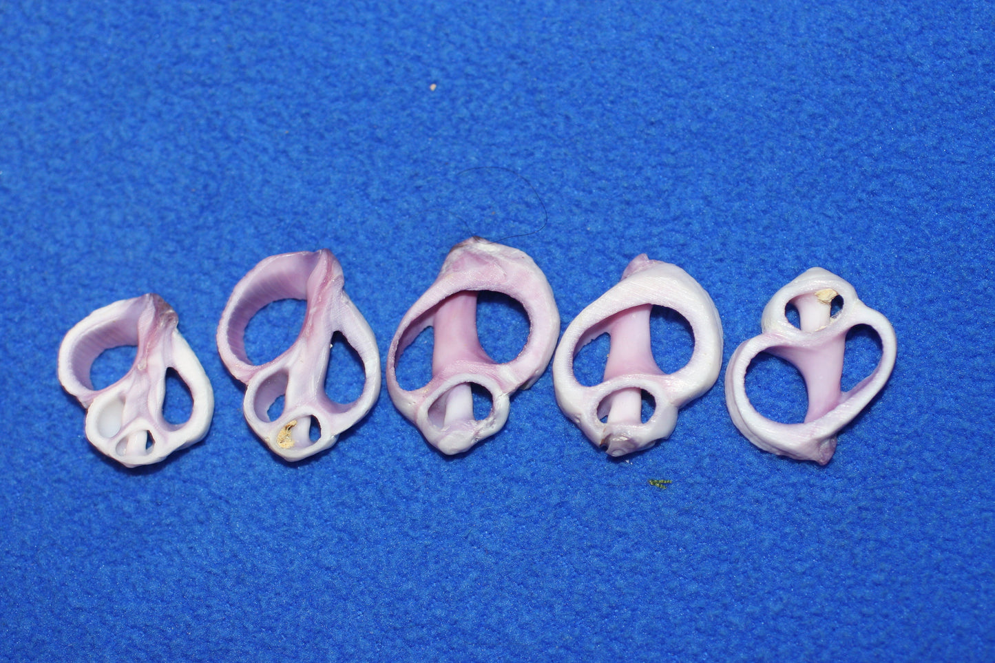 20-Purple Cebu Center Cut Sea Shells 3/4"- 1'' Craft Supplies,Jewelry Making, Free Ship CS-13