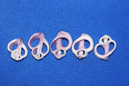 20-Purple Cebu Center Cut Sea Shells 3/4"- 1'' Craft Supplies,Jewelry Making, Free Ship CS-13