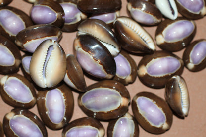 1+ inch size range, Polished Purple Top Cowries Seashells, Craft Supply,beach decor,  SS-37