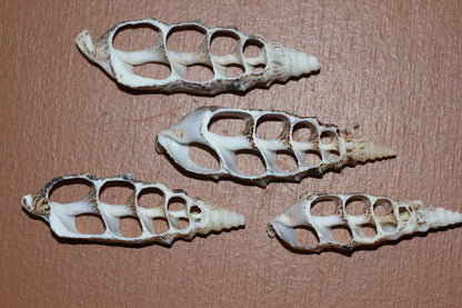 CERITHIUM ALUCO, Center Cut Shell, Seashell Crafts, Wedding Decor, Floral Accents, Mosaic Supply, CS-50