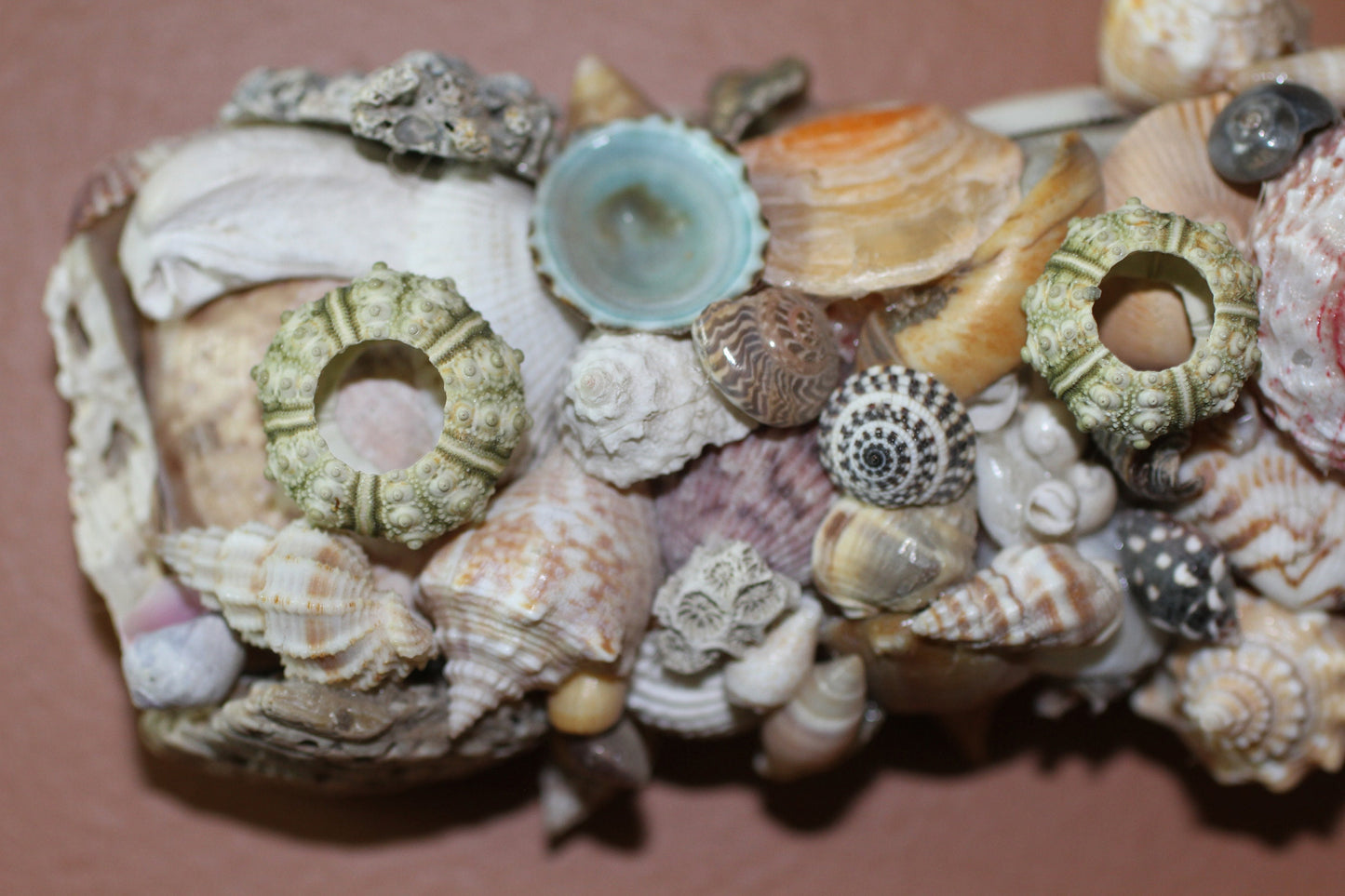 50-MINI SEA URCHINS, Craft Supply, Beach Art, All Occasion Gifts,Collectibles,Coastal Home Decor, Seashell Wall Art, SS-21