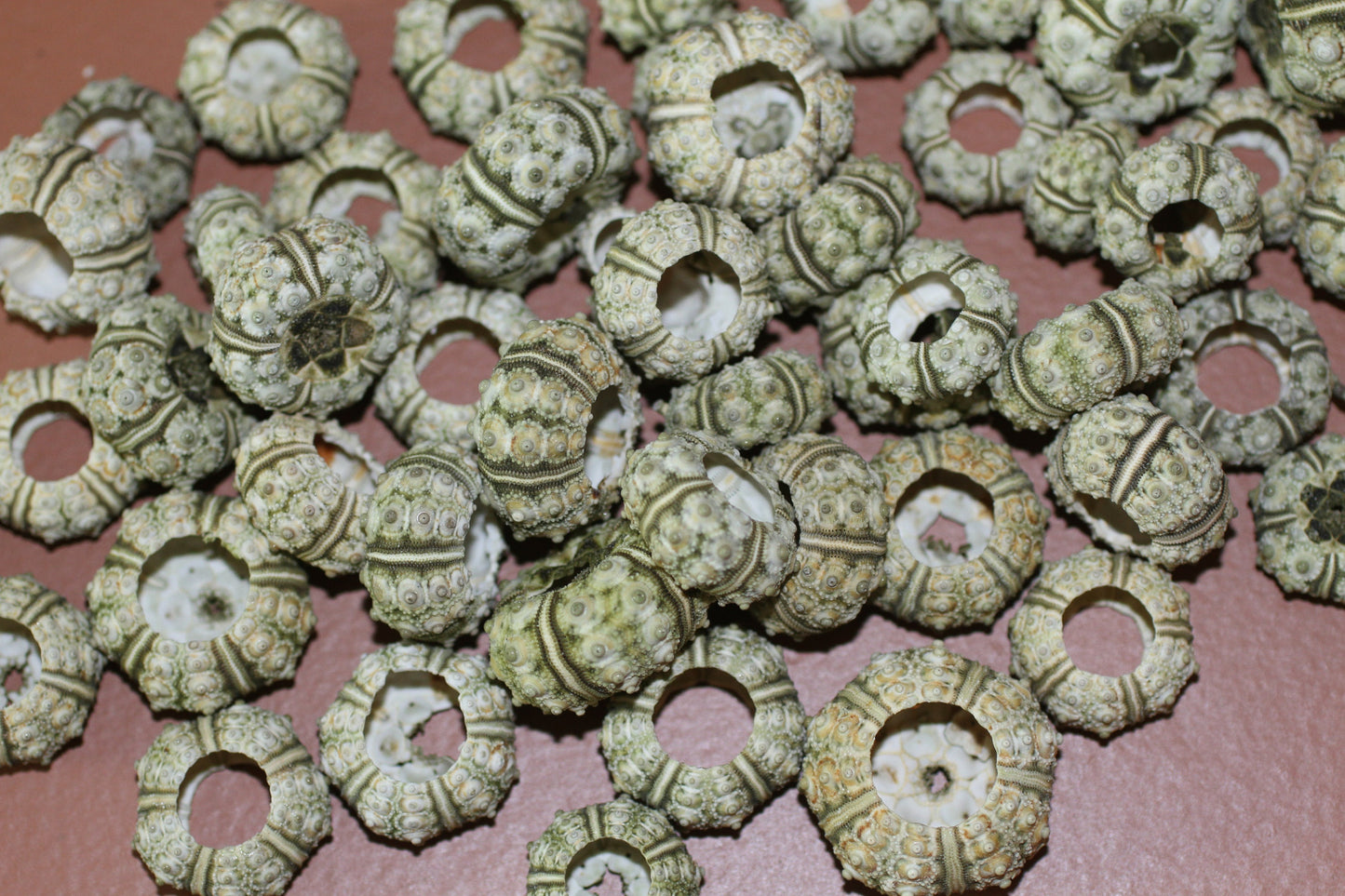 50-MINI SEA URCHINS, Craft Supply, Beach Art, All Occasion Gifts,Collectibles,Coastal Home Decor, Seashell Wall Art, SS-21