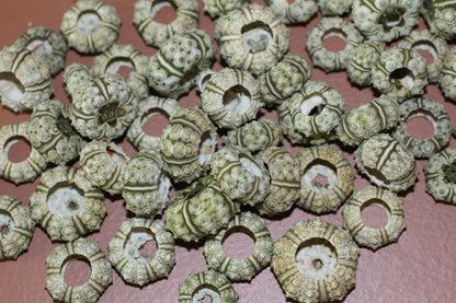 50-MINI SEA URCHINS, Craft Supply, Beach Art, All Occasion Gifts,Collectibles,Coastal Home Decor, Seashell Wall Art, SS-21