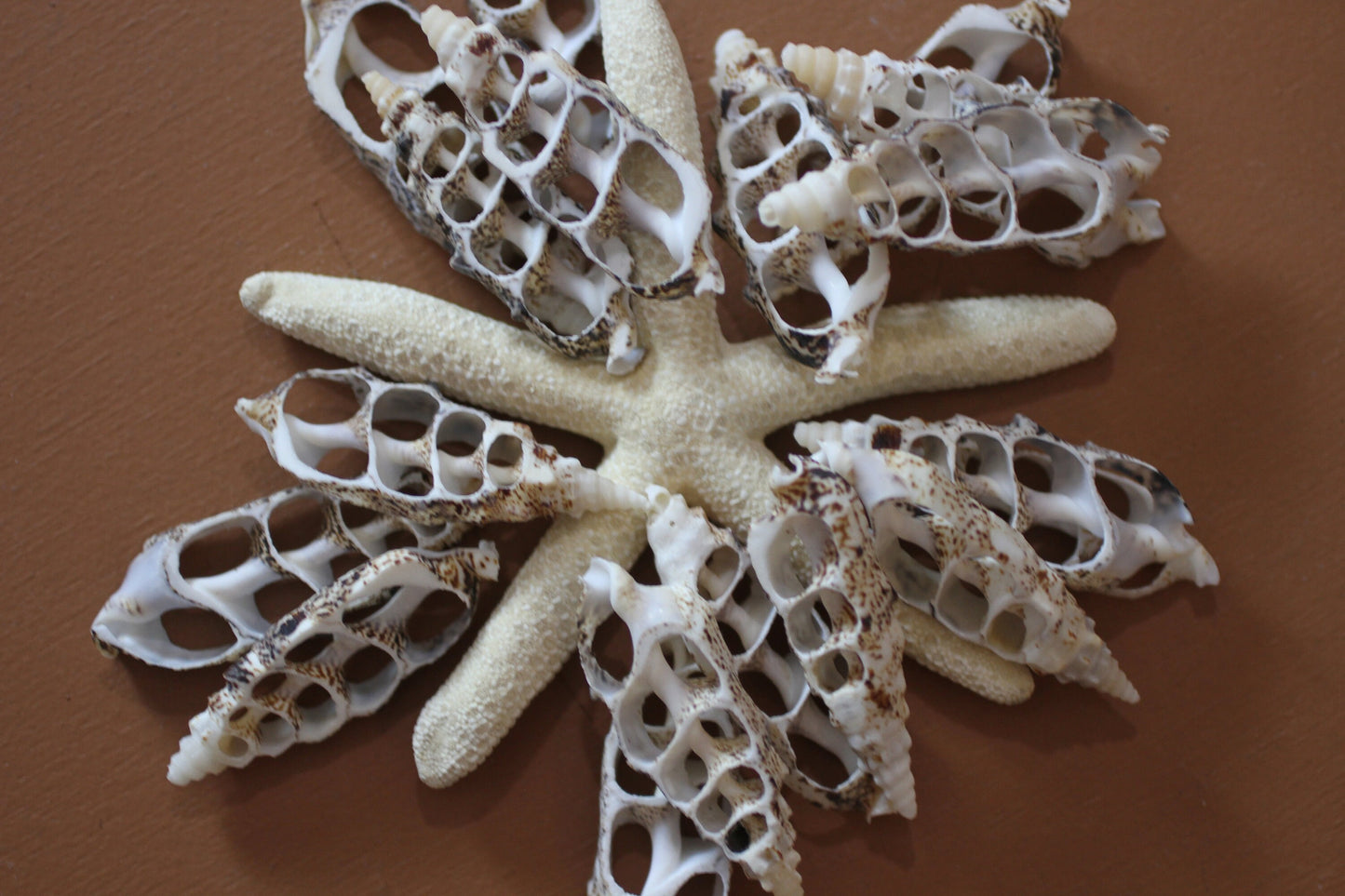 CERITHIUM ALUCO, Center Cut Shell, Seashell Crafts, Wedding Decor, Floral Accents, Mosaic Supply, CS-50