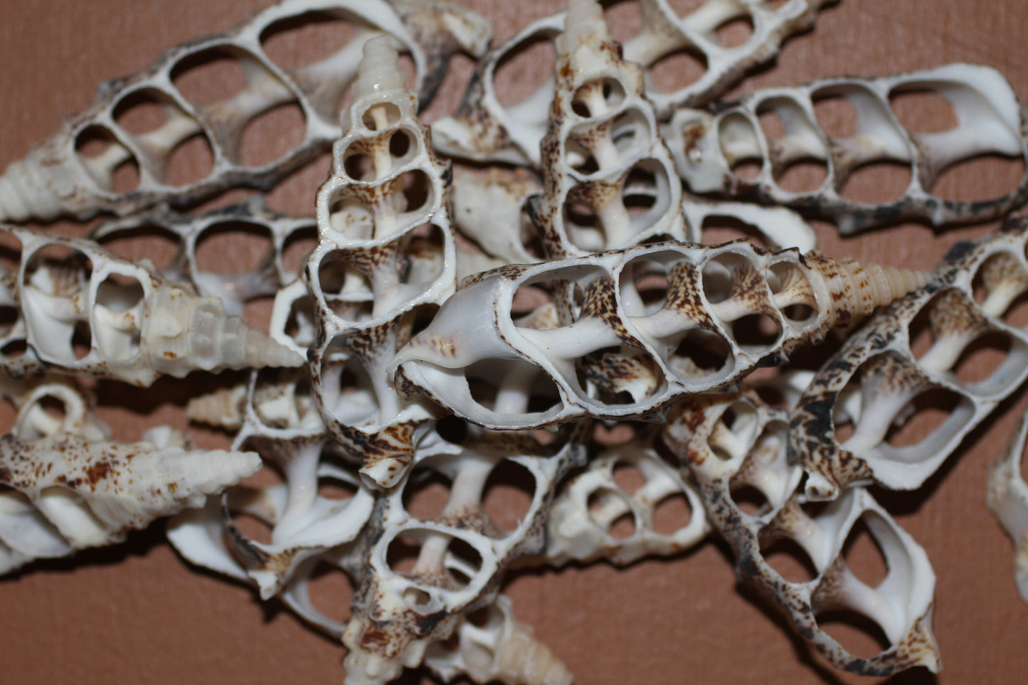 CERITHIUM ALUCO, Center Cut Shell, Seashell Crafts, Wedding Decor, Floral Accents, Mosaic Supply, CS-50