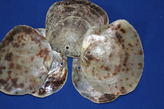 DRILLED, Large Saddle Oysters Craft Seashells, Wreath Supply, Beach Home Decor, SS-61H