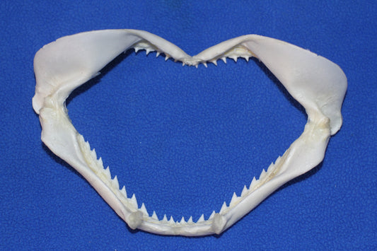 5"-6" Small Baby Shark Jaws, Tiki Bar Wall Display, SS-83