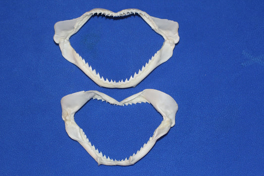 5"-6" Small Baby Shark Jaws, Shelf Display,  SS-83