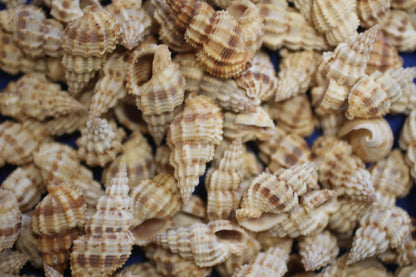 PHOS SENTICOSUS Craft Seashells, Beach Art, Hair Accessory, Mosaics, Candle Embeds, All Occasion Gifts SS-139