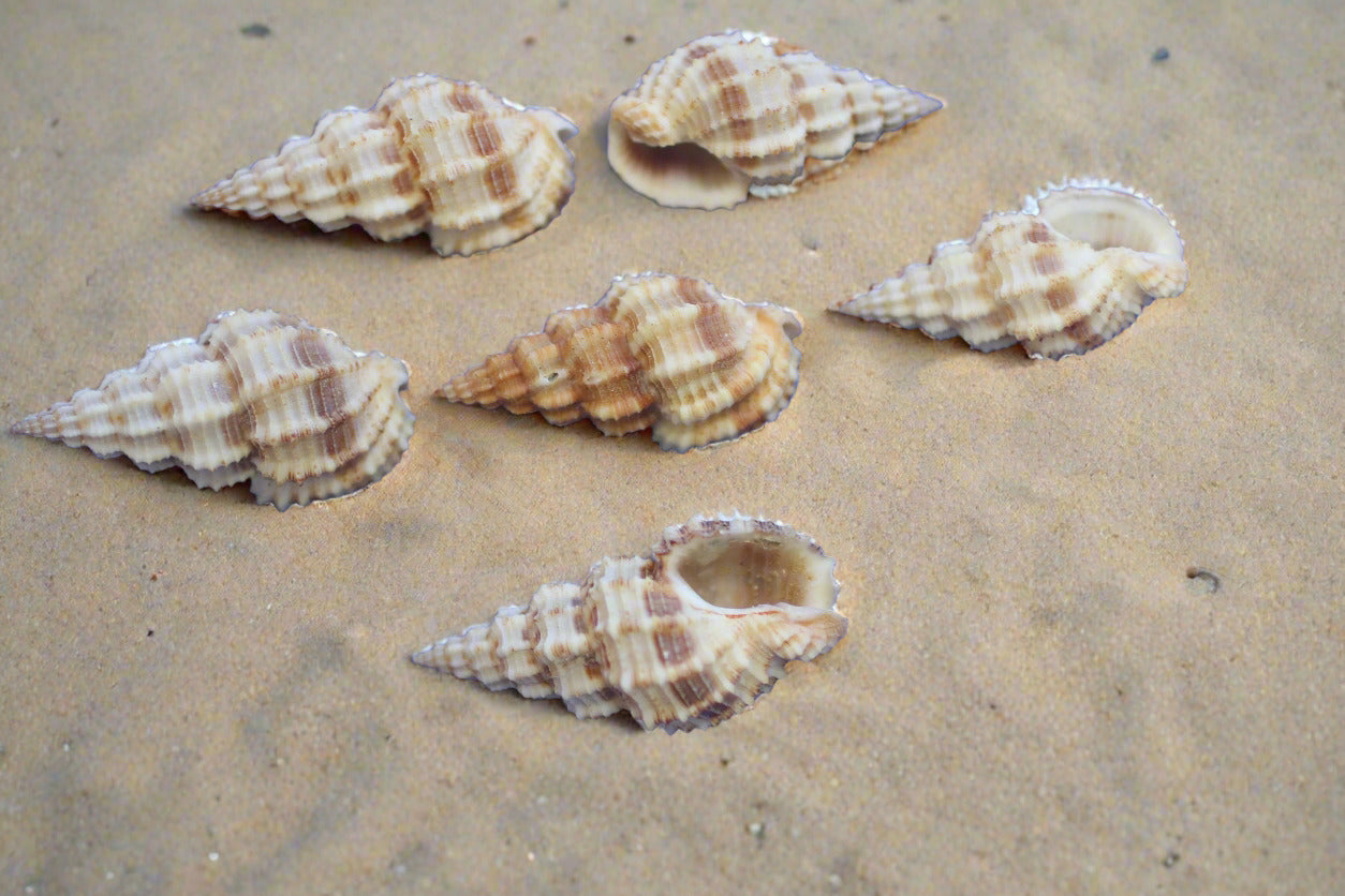 PHOS SENTICOSUS Craft Seashells, Beach Art, Hair Accessory, Mosaics, Candle Embeds, All Occasion Gifts SS-139