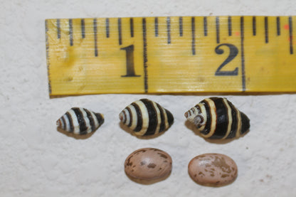 BUMBLE BEES CRAFT SEASHELLS,  Sailors Valentine, Beach Decor, Mosaic Supply, Custom Greeting Cards, SS-10