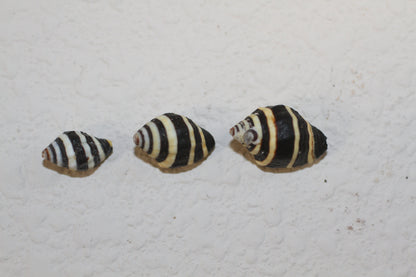 BUMBLE BEES CRAFT SEASHELLS,  Sailors Valentine, Beach Decor, Mosaic Supply, Custom Greeting Cards, SS-10