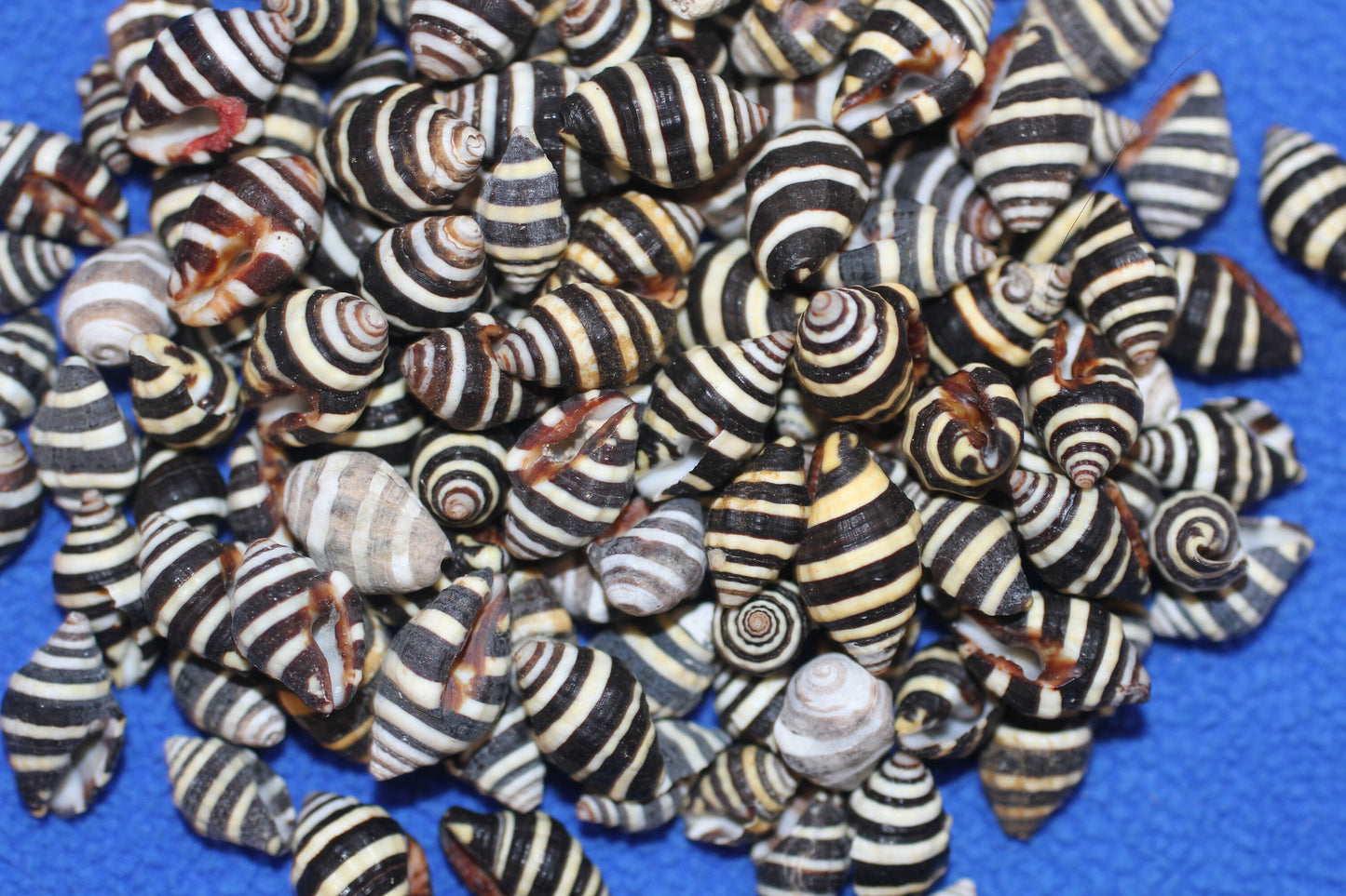 BUMBLE BEES CRAFT SEASHELLS,  Sailors Valentine, Beach Decor, Mosaic Supply, Custom Greeting Cards, SS-10