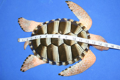 HUGE......15 Inch, Sea Turtle, Wall Hanging, Sea Life, Coastal Decor, Home Decorations, Species Correct Just Like Found In The Ocean, GST-1