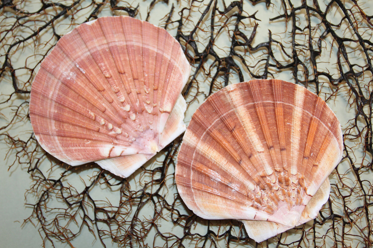 Irish Flats (Pecten maximus)  Large (4"-5") colorful craft shell for shell designers and shell artists. Ships Free! SS-306