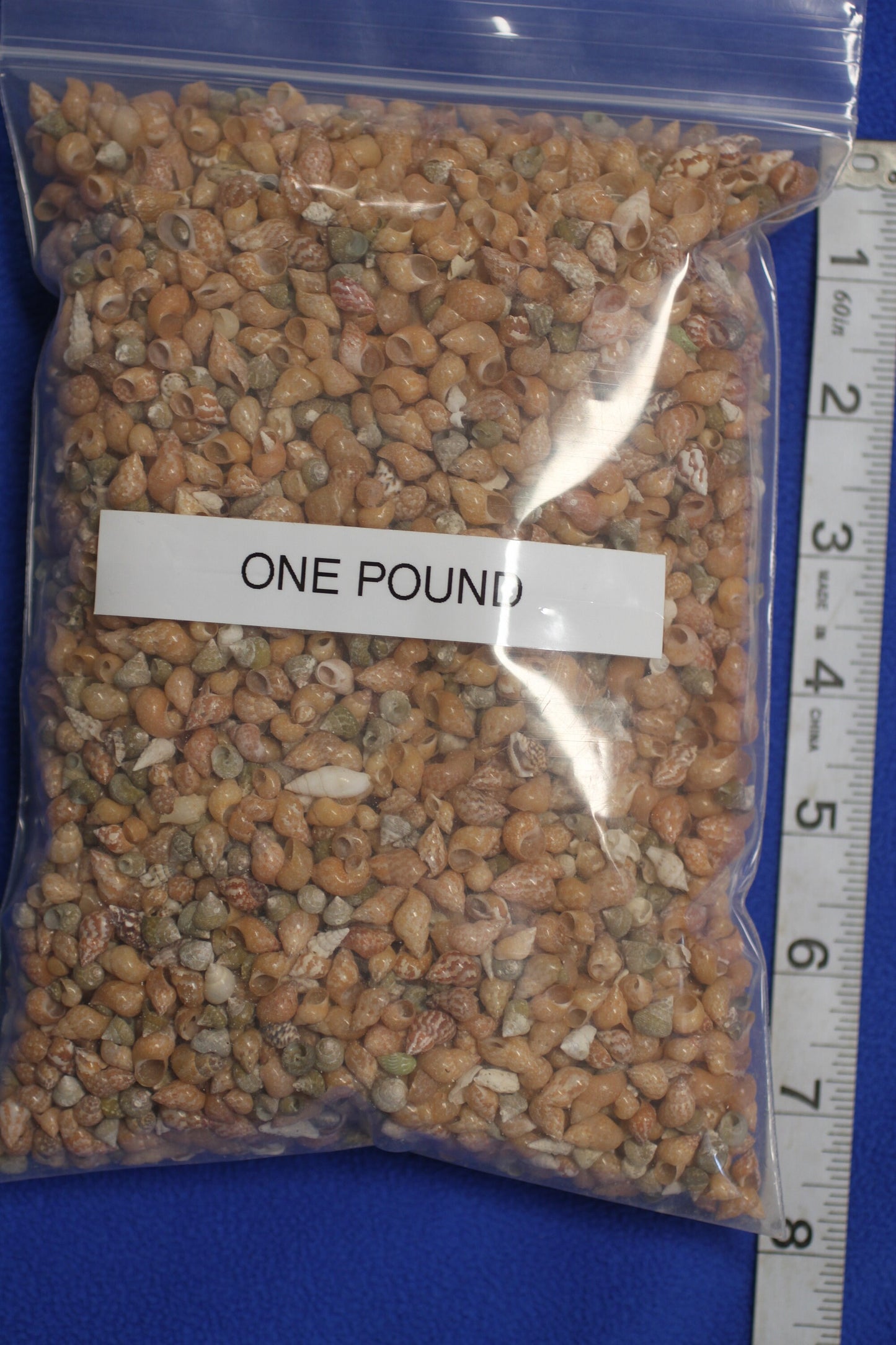SHELL CRAFT SUPPPLY, PHASIANELLA PHEASANT  Craft Seashells, Tiny Seashells, Sold by the Pound,  Sailors Valentine, Mosaics, Candle Embeds  SS-340
